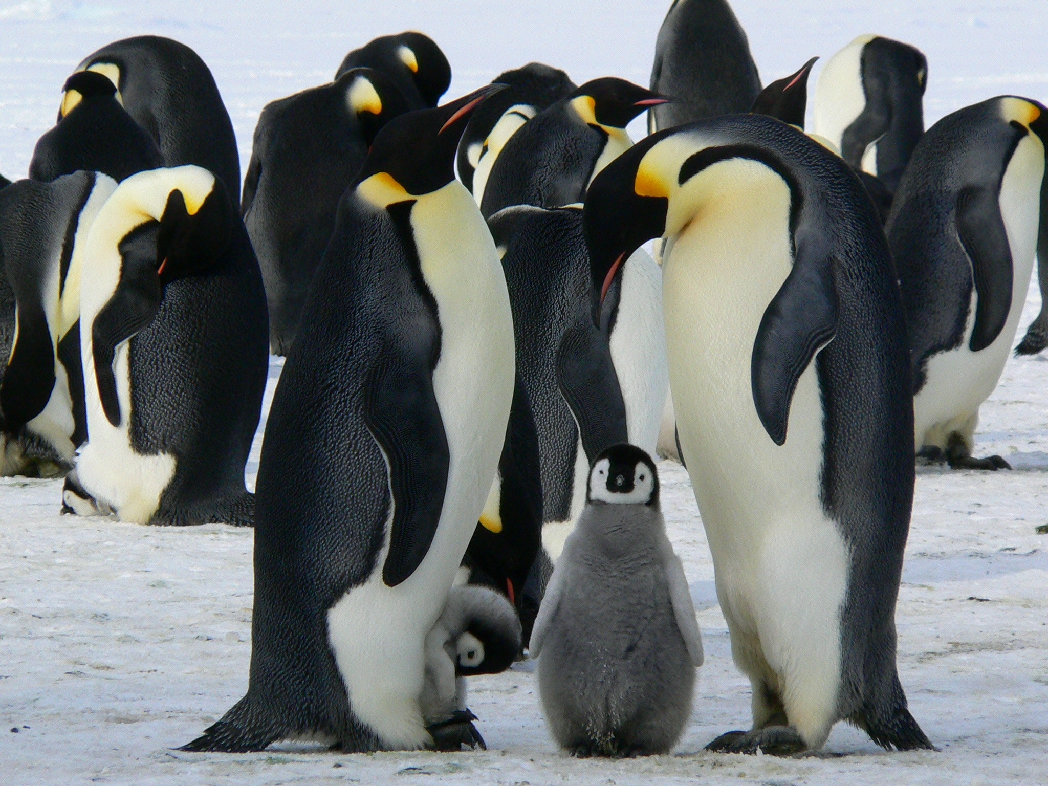 A group of penguins with two baby penguins